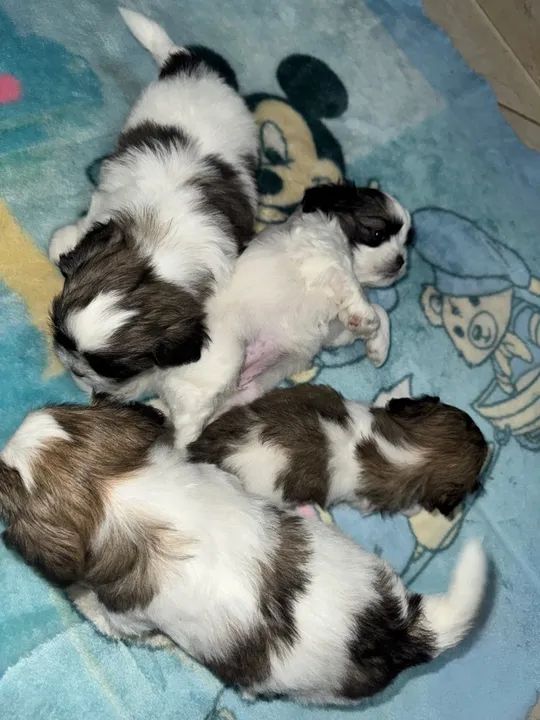 Shihtzu a venda  - Foto 3
