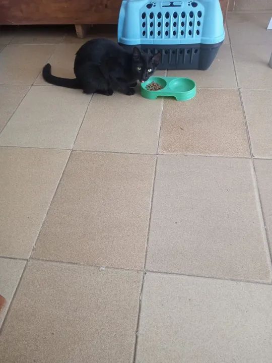 Gata preta linda e saudável para adoção