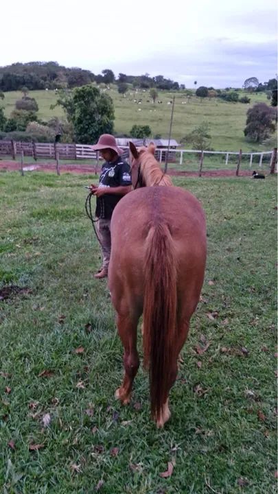 Vende se porta Quarto de milha  - Foto 5