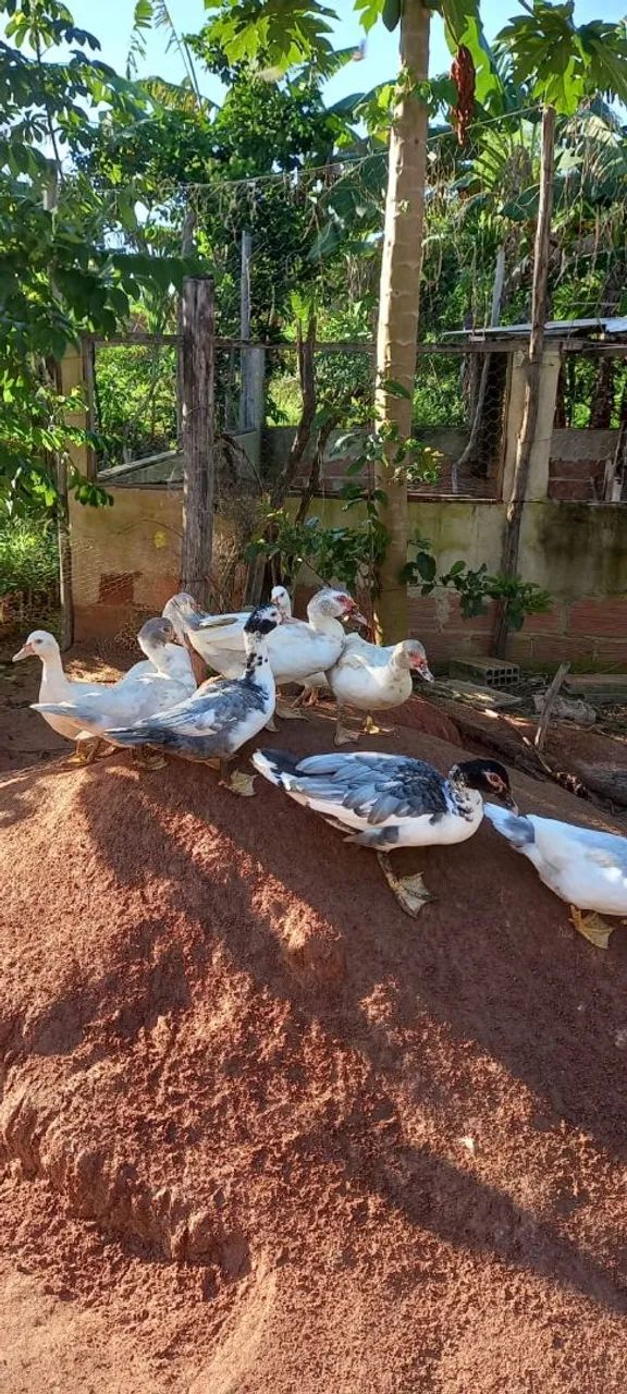 Patos