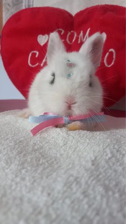 Mini Coelho Netherland Dwarf