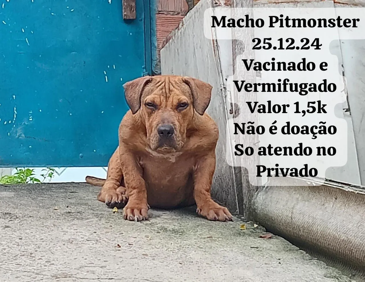Pitbull Macho - 25.12.24
