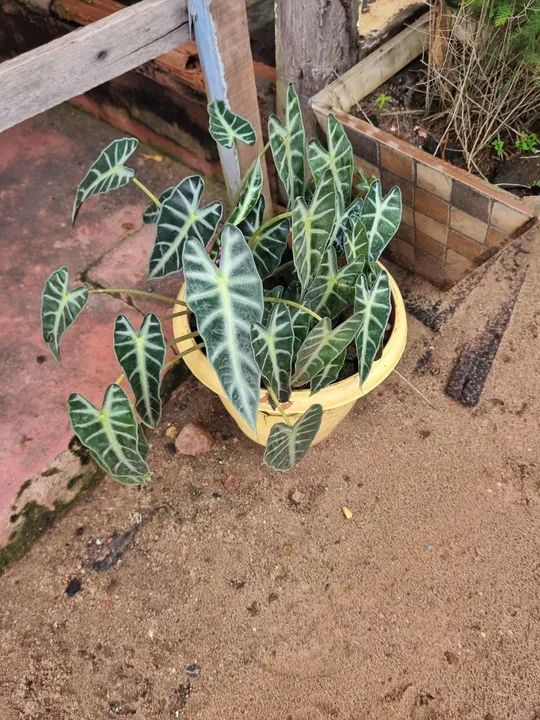 Vendo placas ornamentais  - Foto 3