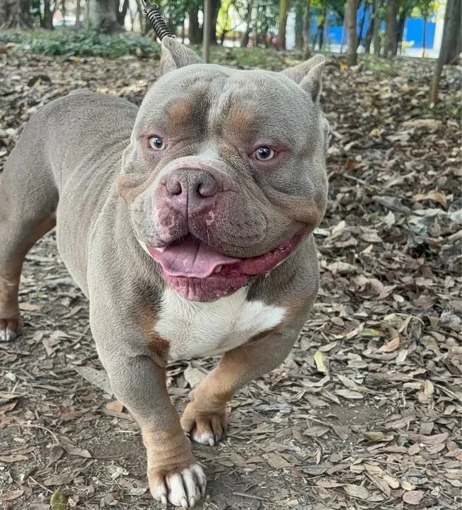 American Bully Tricolor Lilac (Pocket/Mikro) - Disponível para cobertura!  - Foto 5