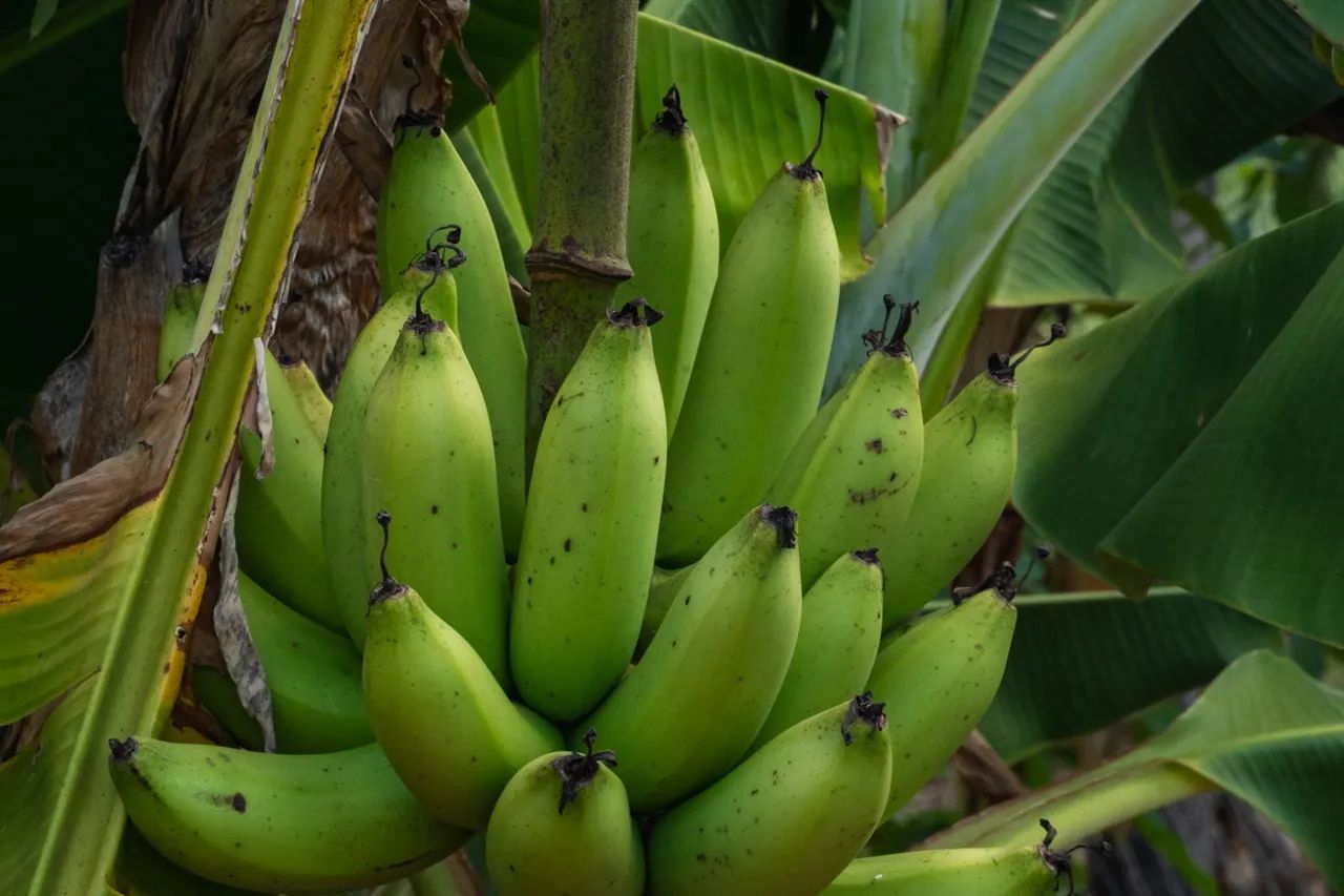 Maravilhosa fazenda 253 hectares rica Água - Foto 11