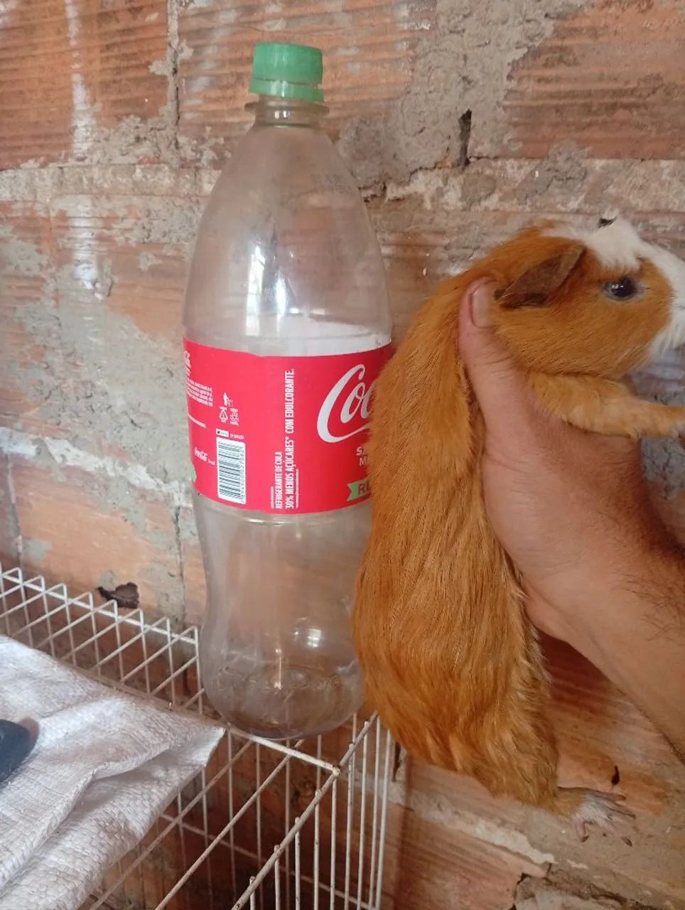 Cui peruanos gigantes disponíveis  - Foto 3