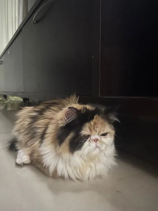 Gatinha Persa Calma e Carinhosa 