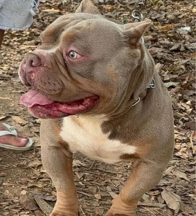 American Bully Tricolor Lilac (Pocket/Mikro) - Disponível para cobertura!  - Foto 4