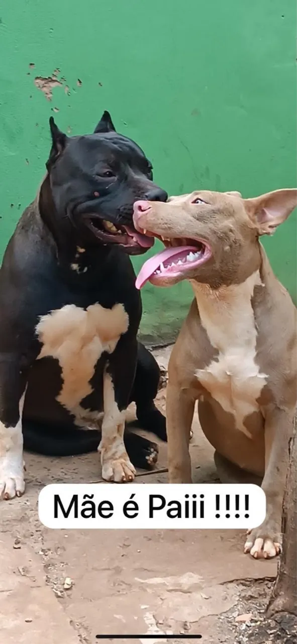Filhotes Pitbull pra venda !!!