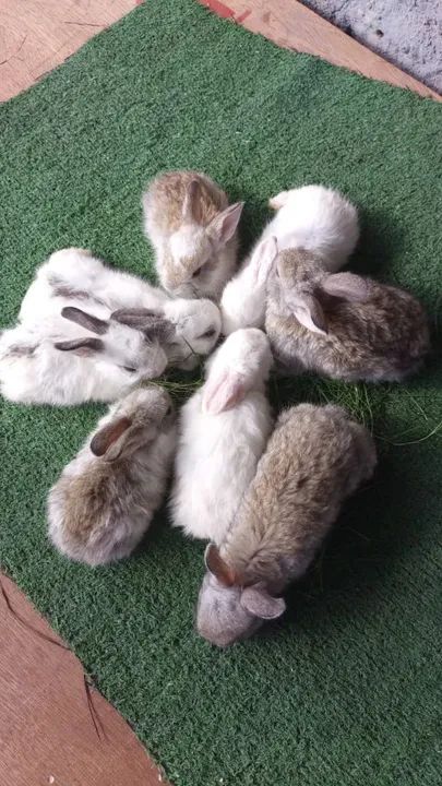 Criatorio de coelhos!! - Foto 6