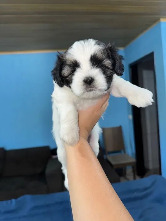 Shihtzu a venda  - Foto 4
