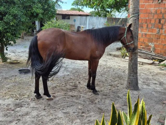 CAVALO MANGALARGA MACHADOR - Foto 3