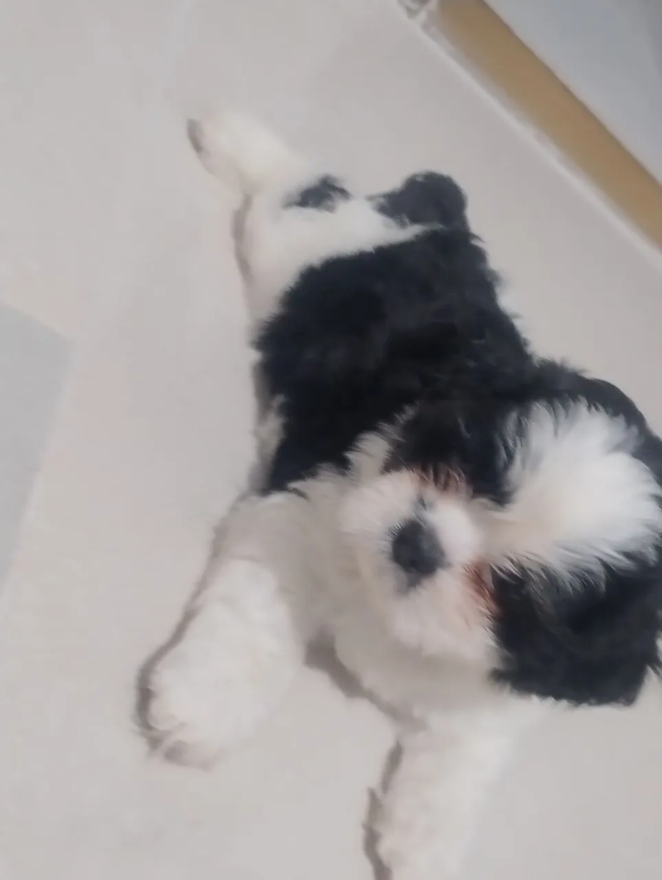 Filhote Shih Tzu - Lindíssimo femia