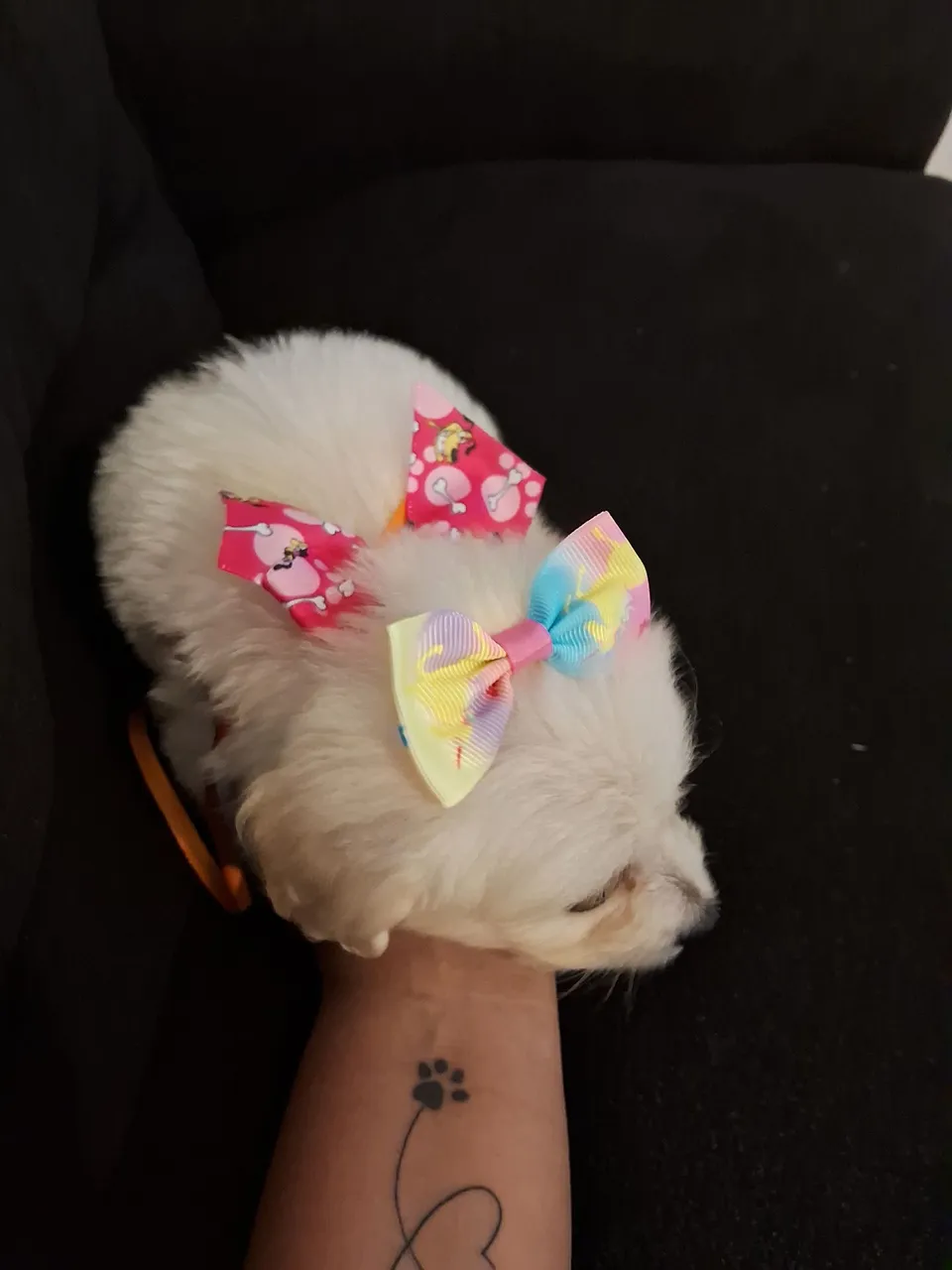 Filhote de poodle toy fêmea
