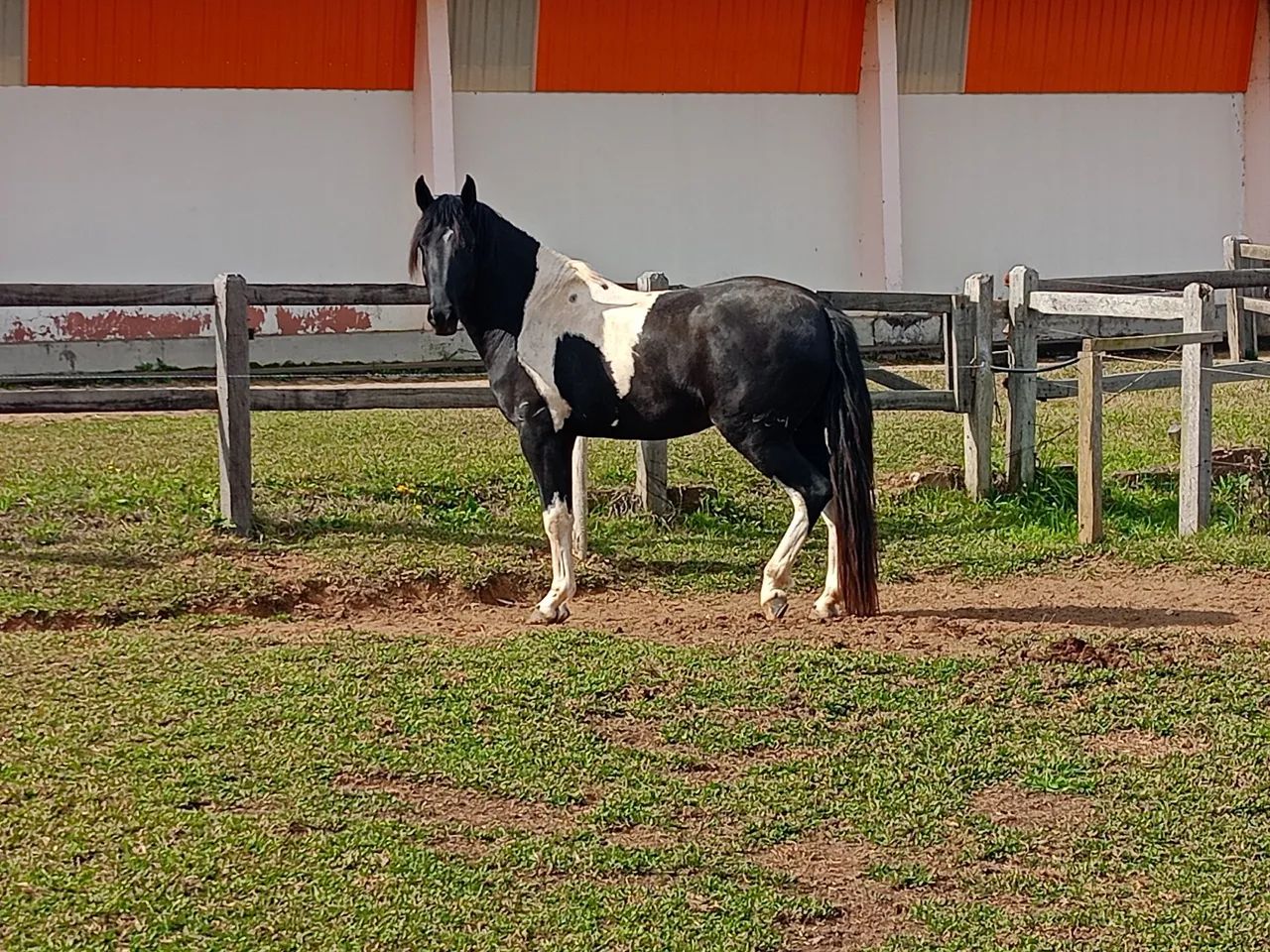 Cavalo Garanhao Mangalarga Marchador - Foto 4