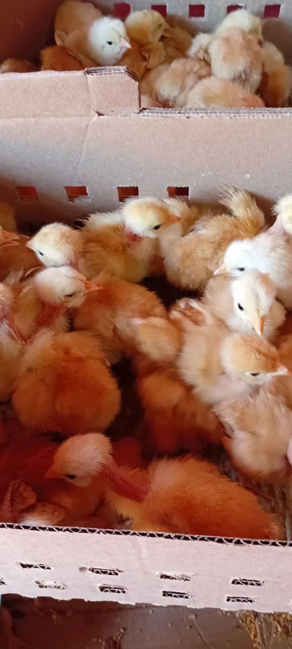 Pintinhos pescoço pelado