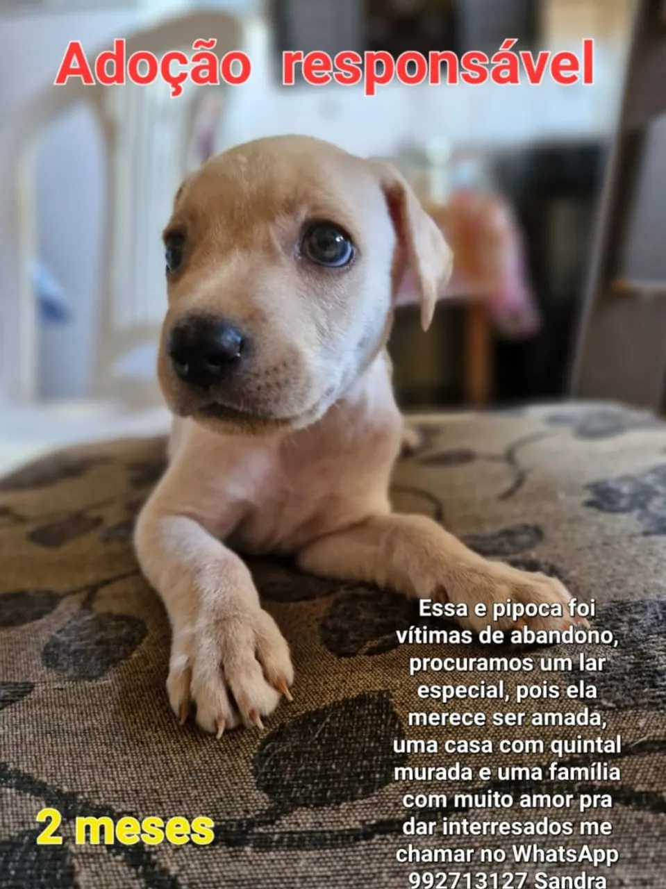 Filhote de 2 meses para adoção responsável