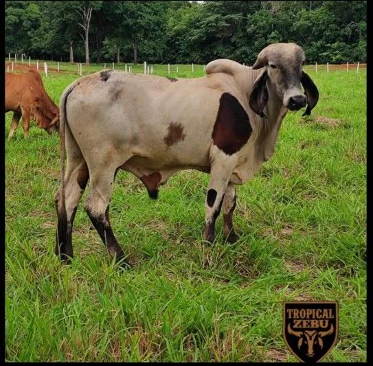 Tourinho gir leiteiro 24 meses. Caldazinha-GO 