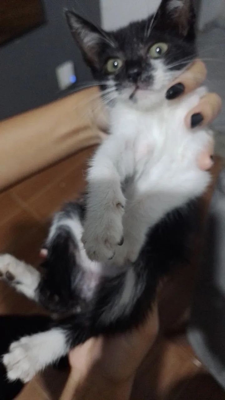 Gatinho neném  - Foto 2