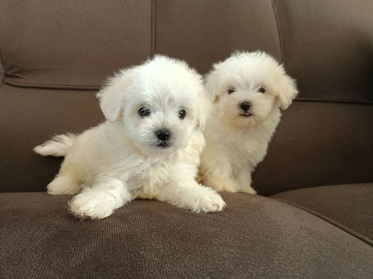 Filhote fêmea Maltês MICRO " minúscula "<br>