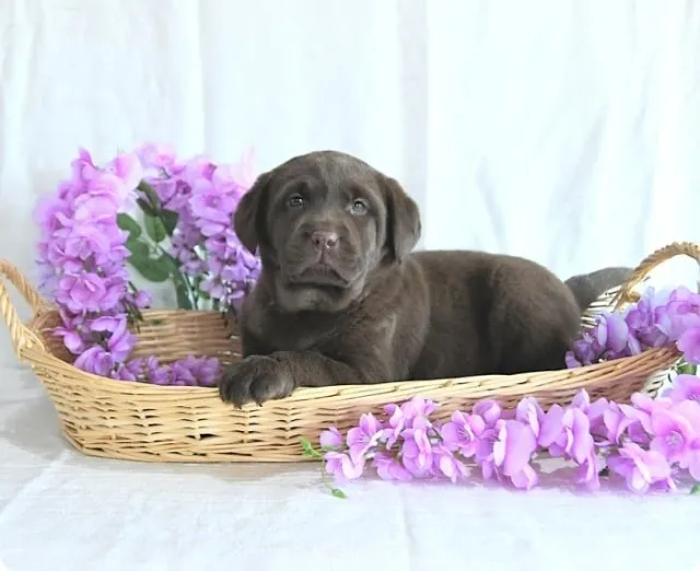Labrador - pedigree e benefícios - garantias