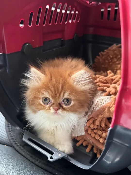 Gatinho Persa macho em Querência - MT