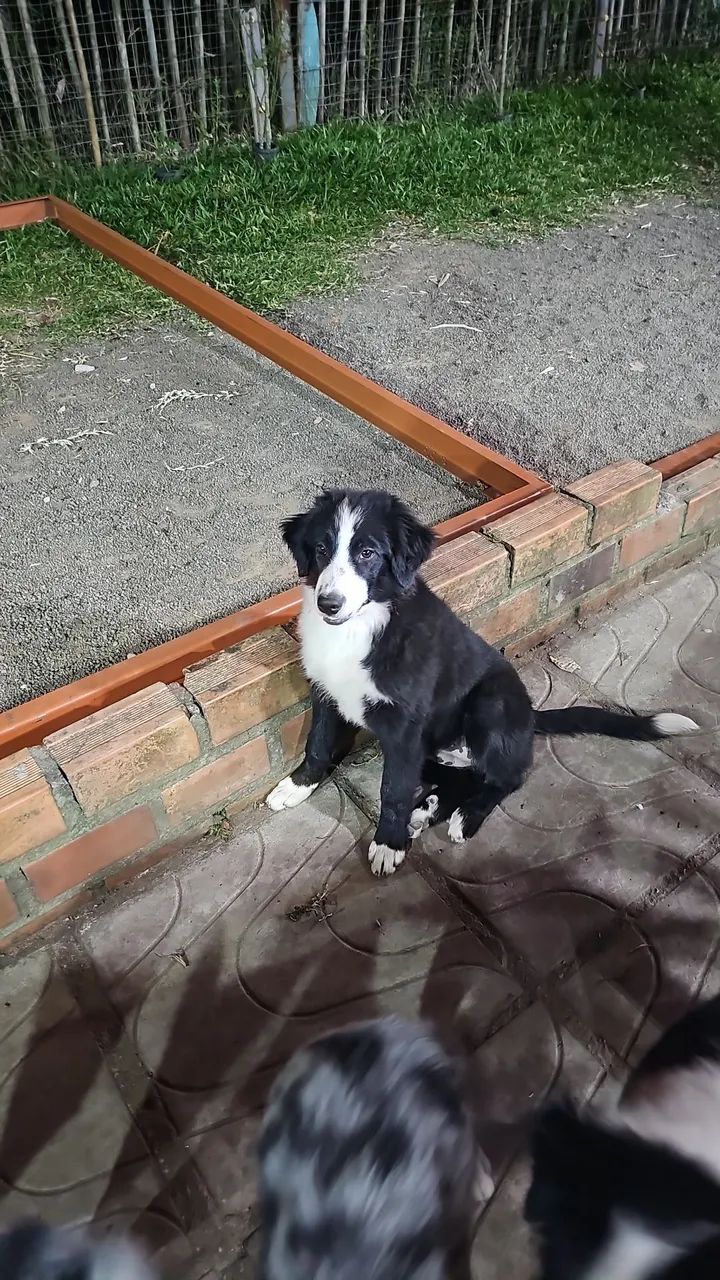 Filhotes border colie - Foto 3