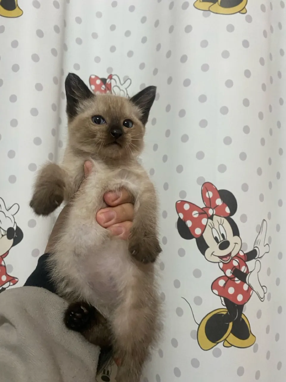 Gatinho Siamês