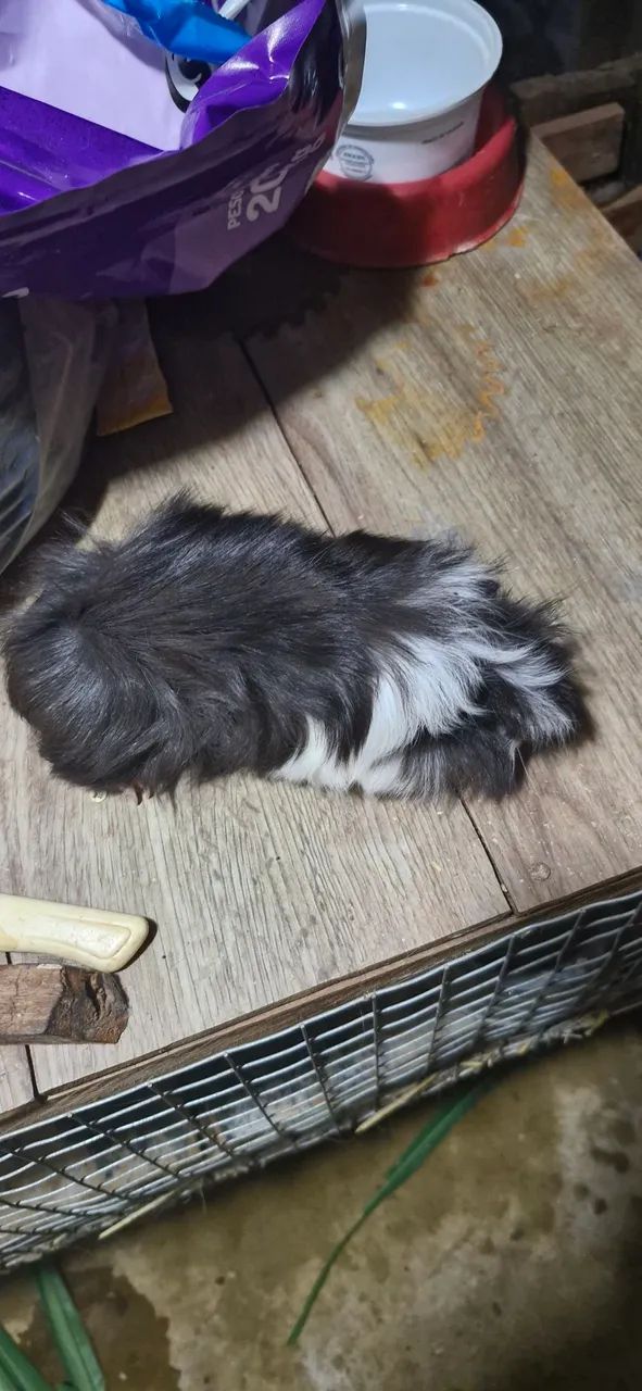 Porquinhos da Índia Peruano e Sheltie  - Foto 2