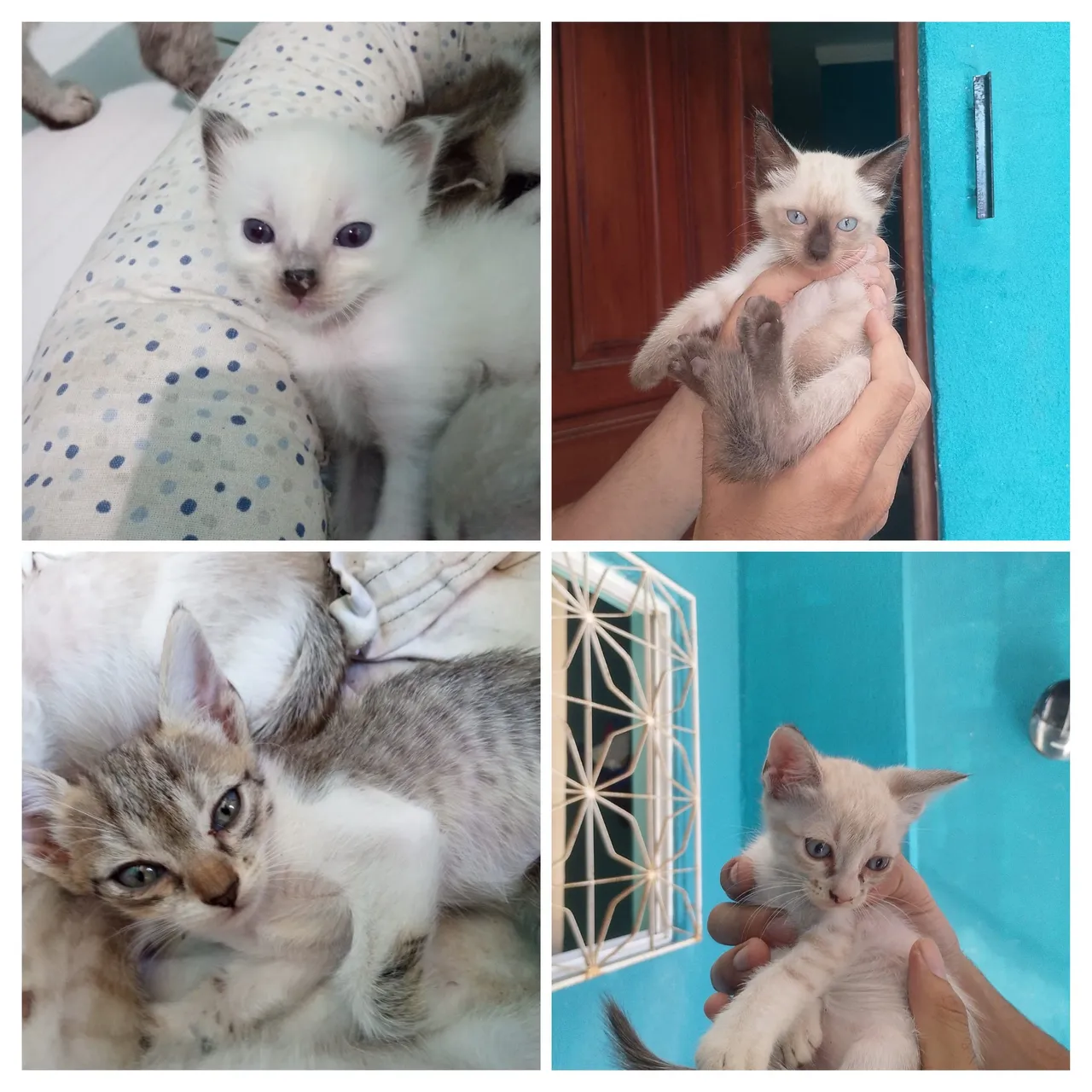 4 filhotes de gatos fêmias para adoção