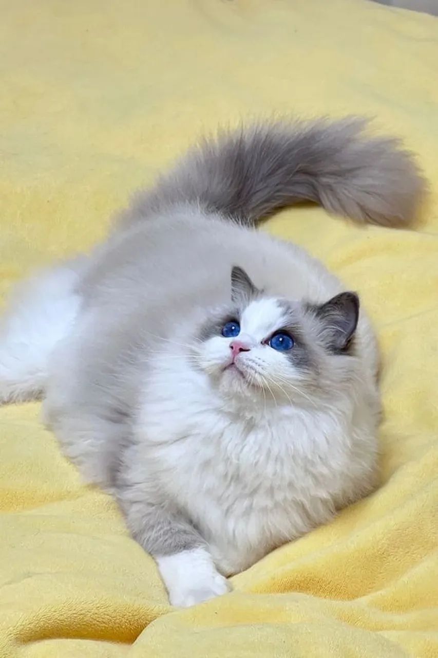 Maravilhosos Gato Ragdoll 