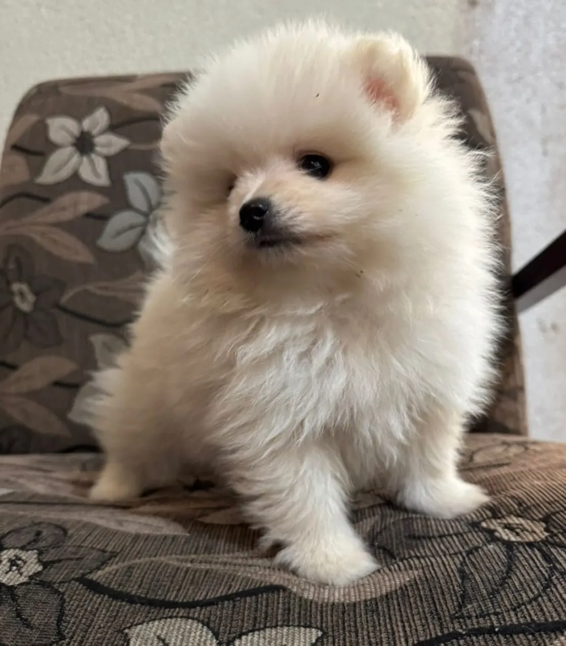 Fêmea Spitz alemão Pedigree incluso!