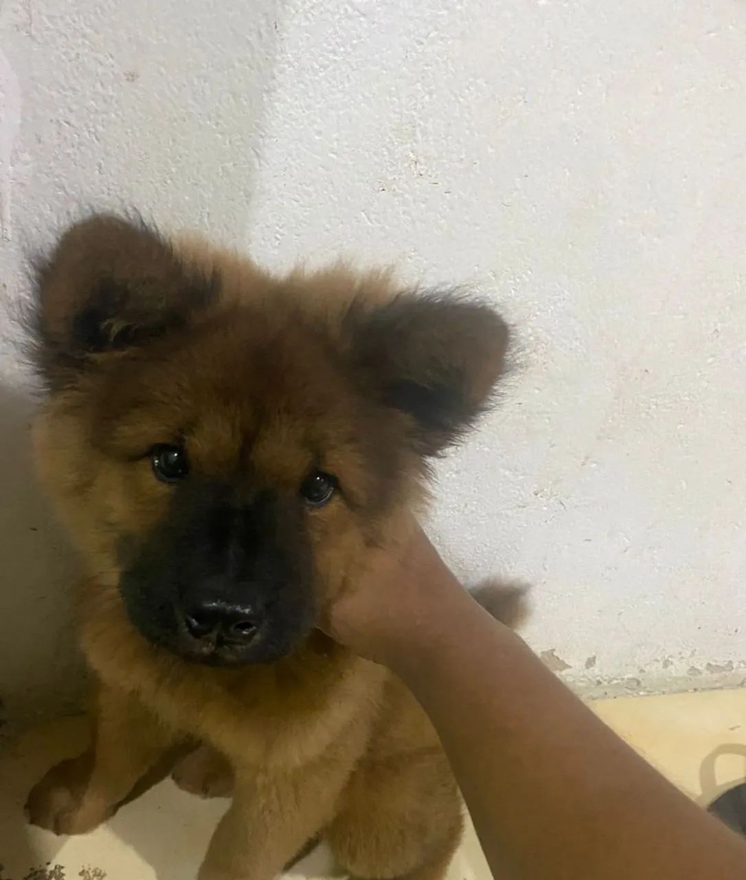 Filhote de Chow chow 