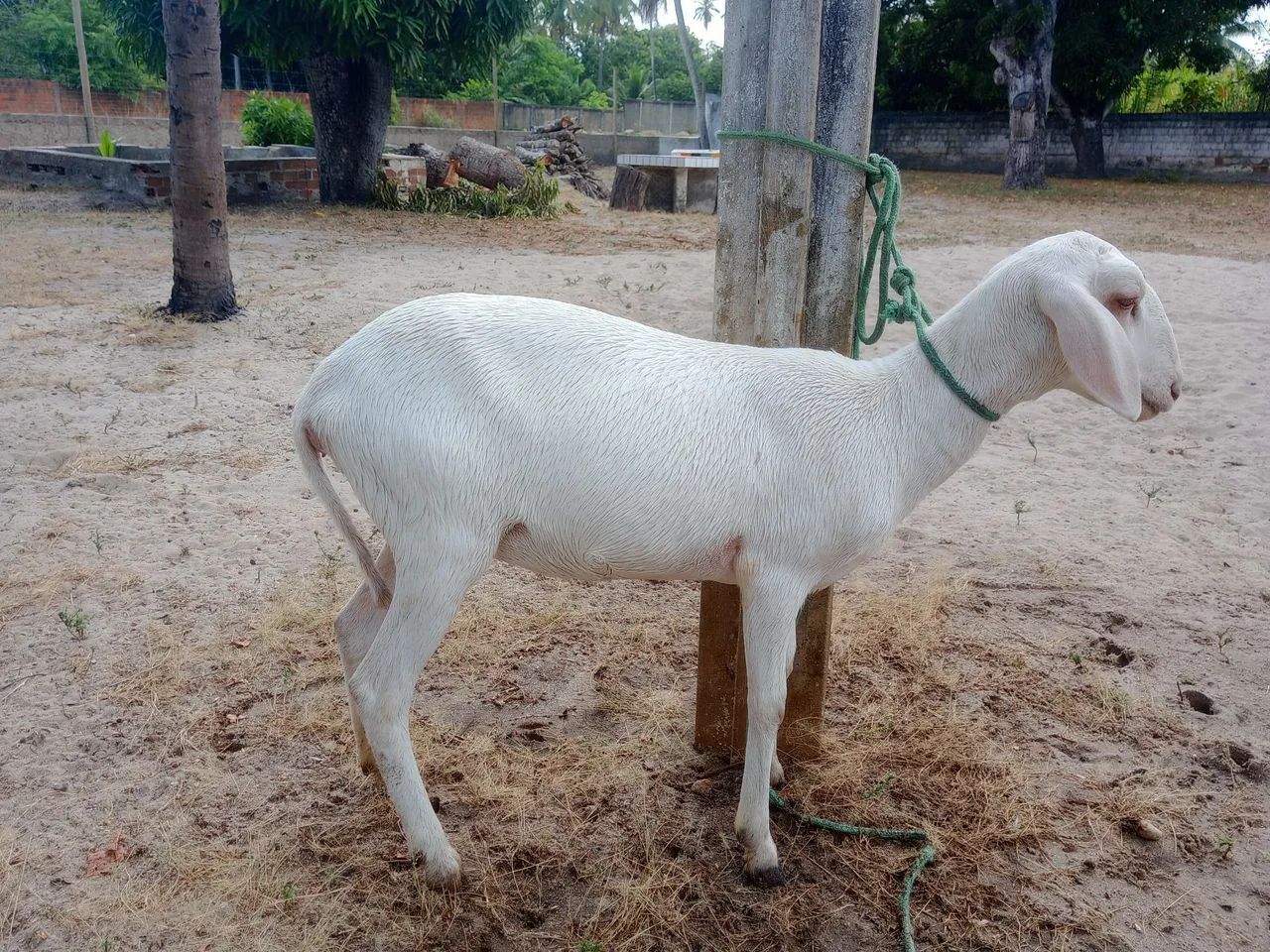 Ovelha santa Inês albina - Foto 3