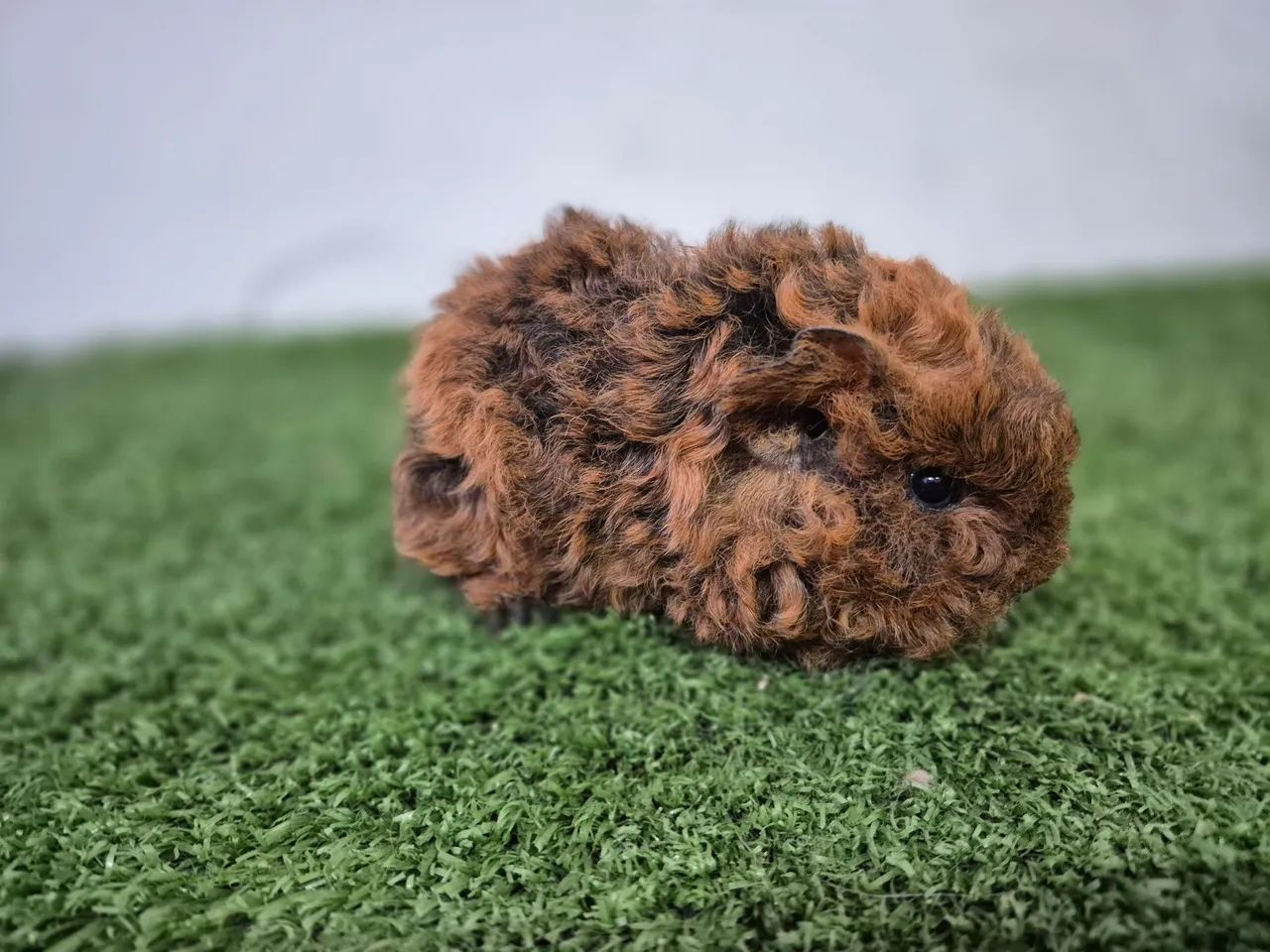 Porquinho da Índia Alpaca