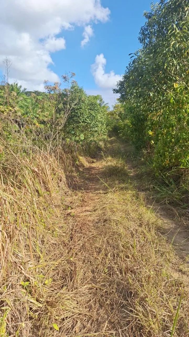 Vendo sítio de 4,2 Hectares em Ipojuca. - Foto 3