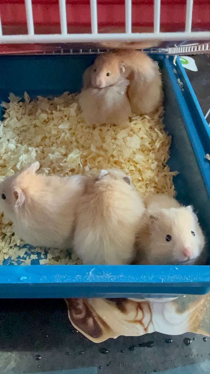 Hamster a venda64168604271747124