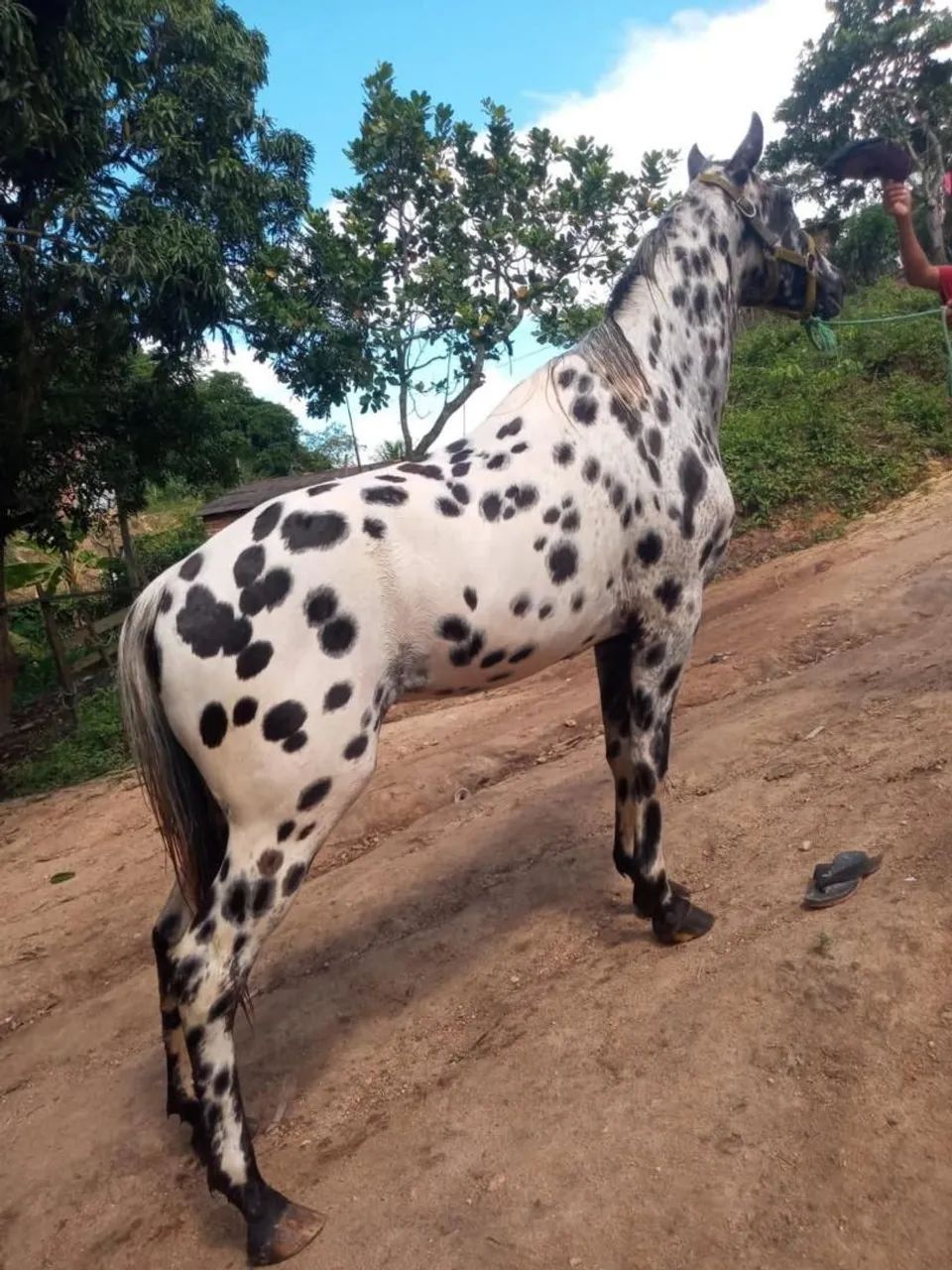 Potro Appaloosa  - Foto 3