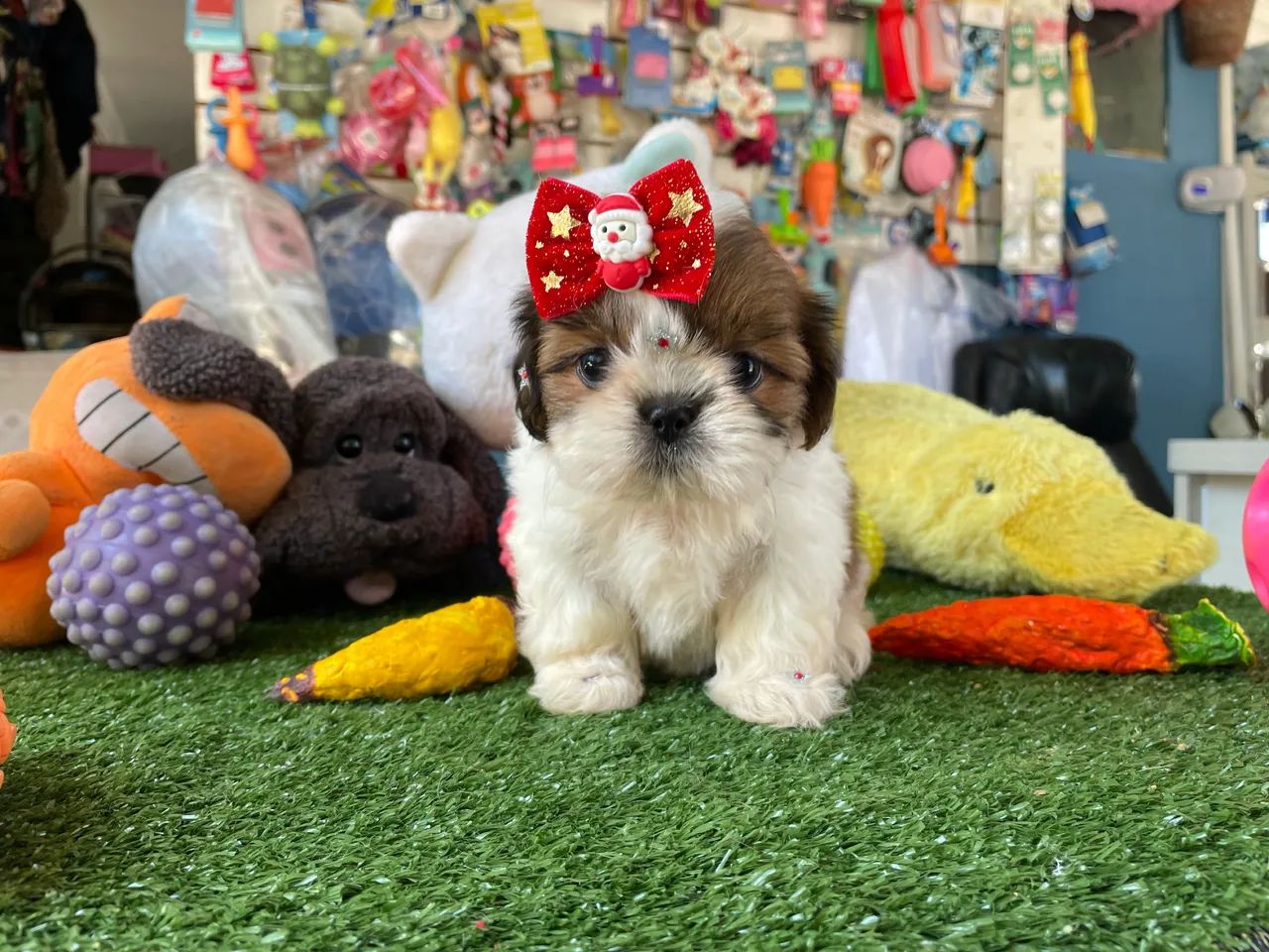 Shih tzu!! 