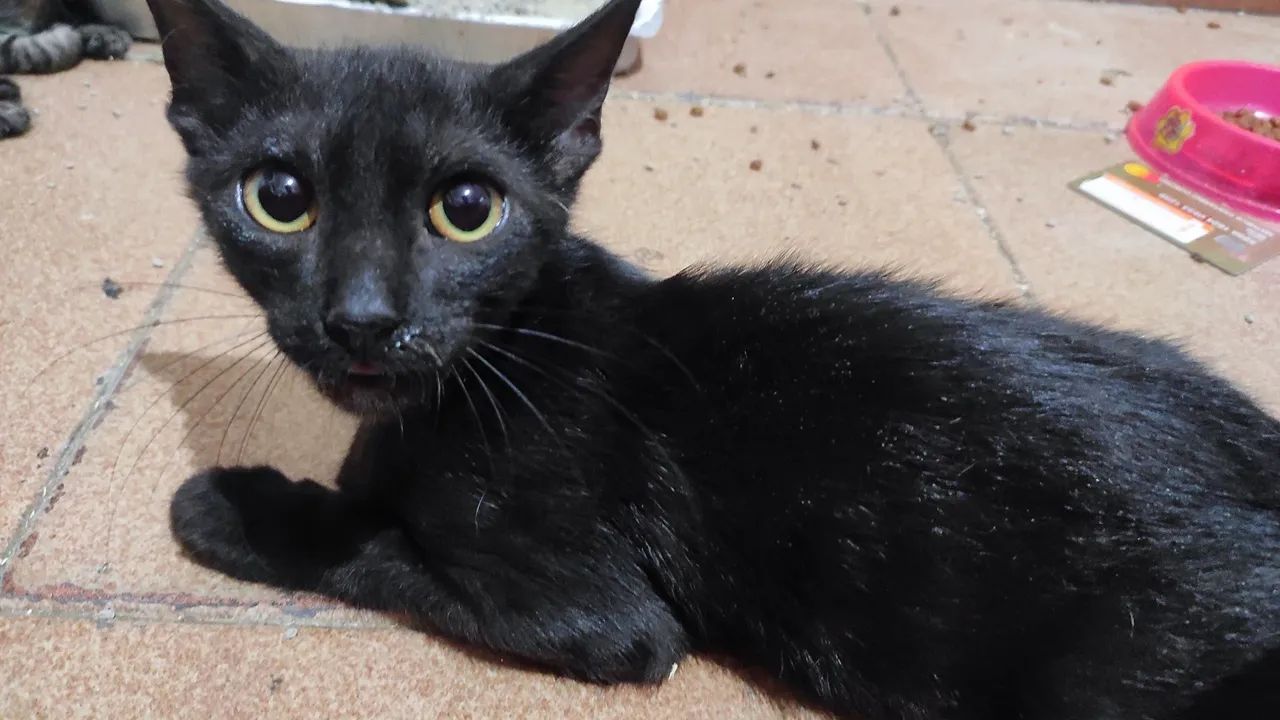 Doação de gato filhote - Foto 3