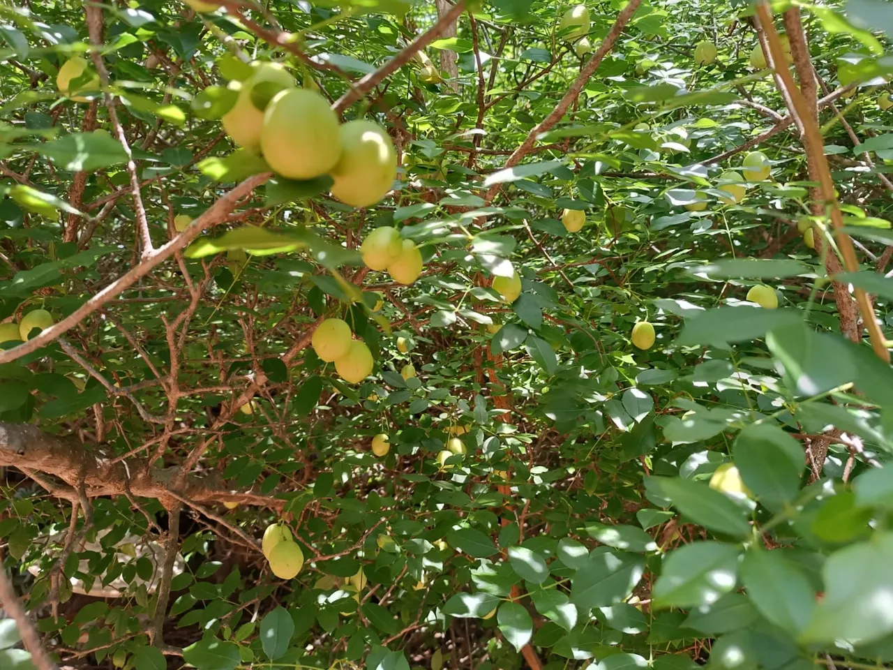 Chácara 12 hectares café sem troco/são Sebastião df