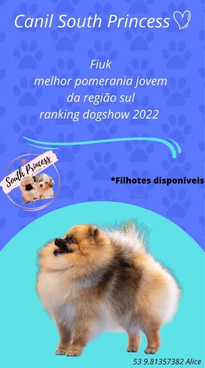 Pomerania anao machinho laranja 
