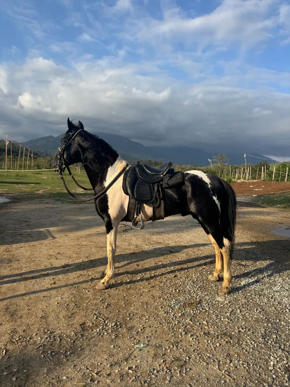 Cavalo pampa de preto homozigoto . - Foto 3