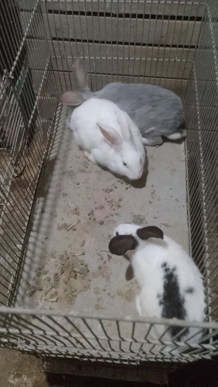 Coelhinho fofinho  - Foto 3