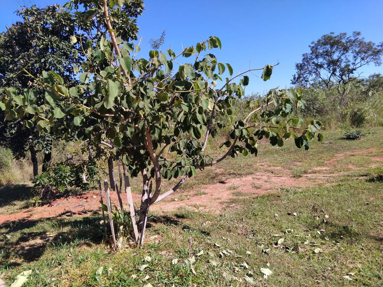 Terreno 300 hectares oportunidade