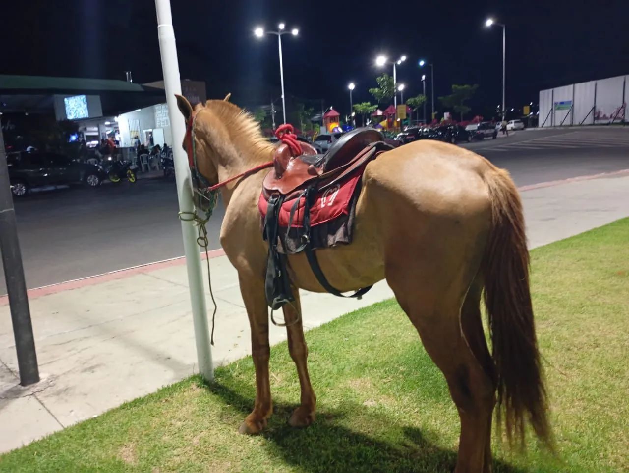 Cavalo inteiro novo