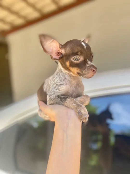 Pinscher Macho chocolate merle Passo cartão até 10x - Foto 2