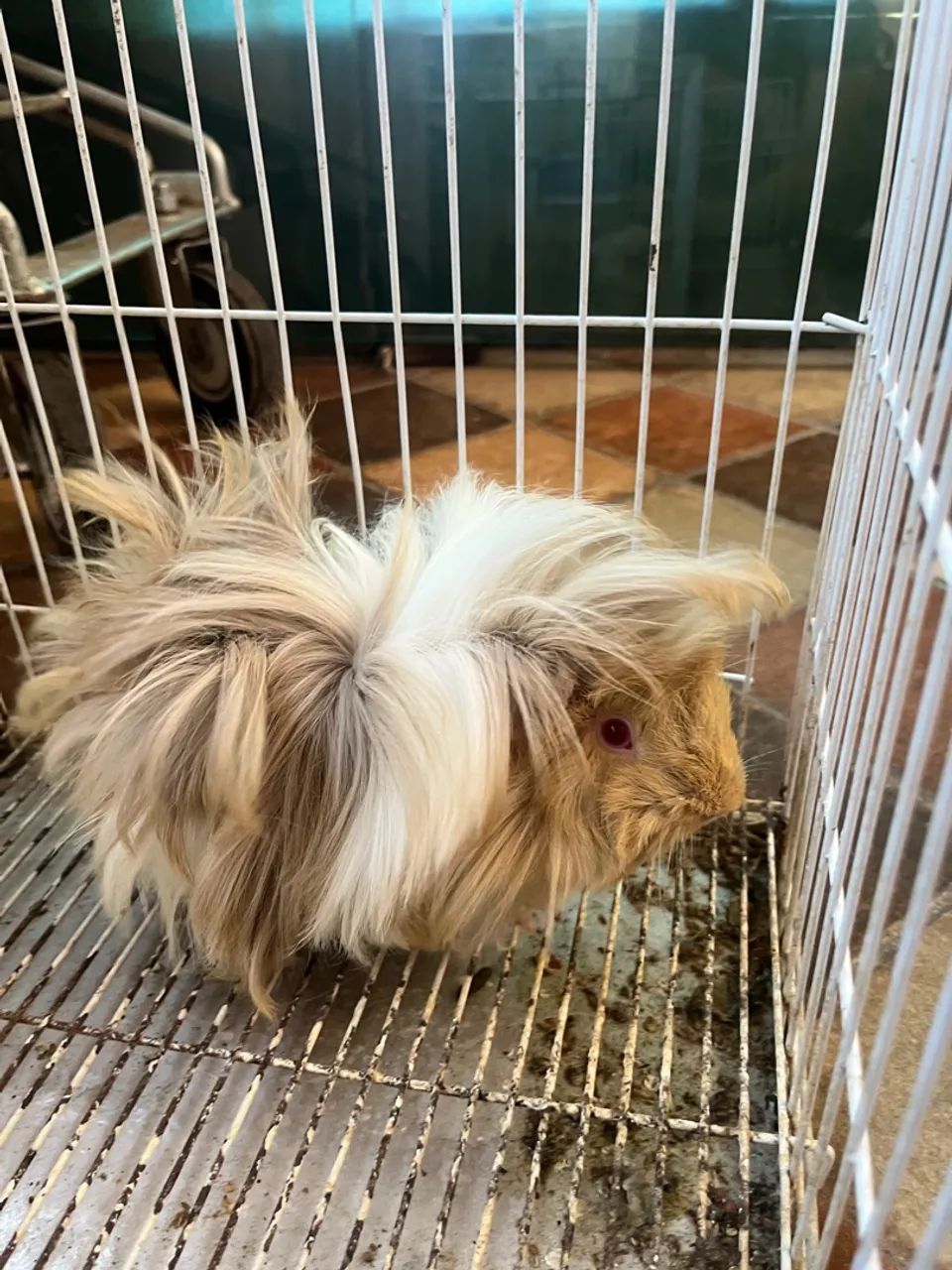 Porquinho peruano  - Foto 3