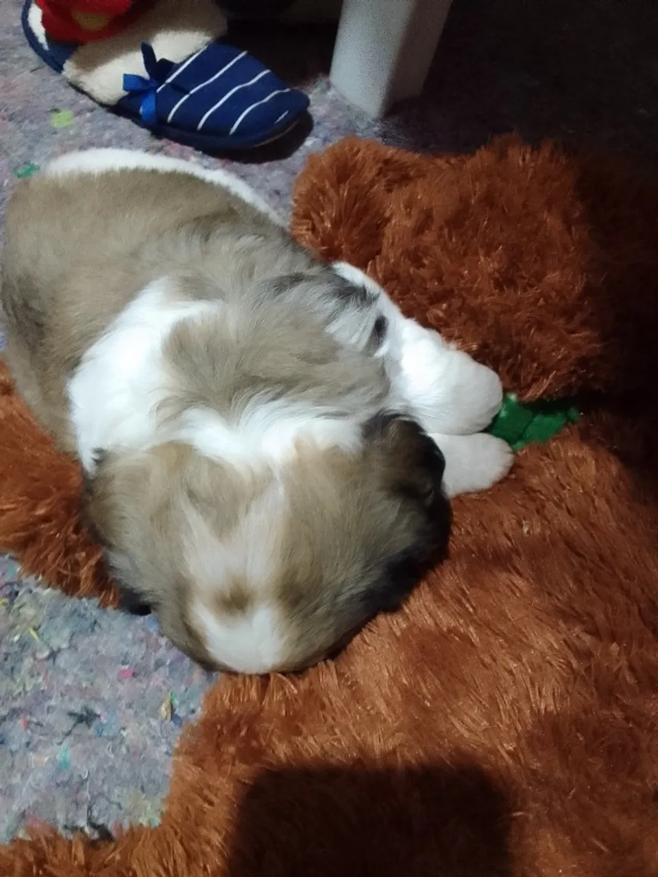 Shih tzus machos leia