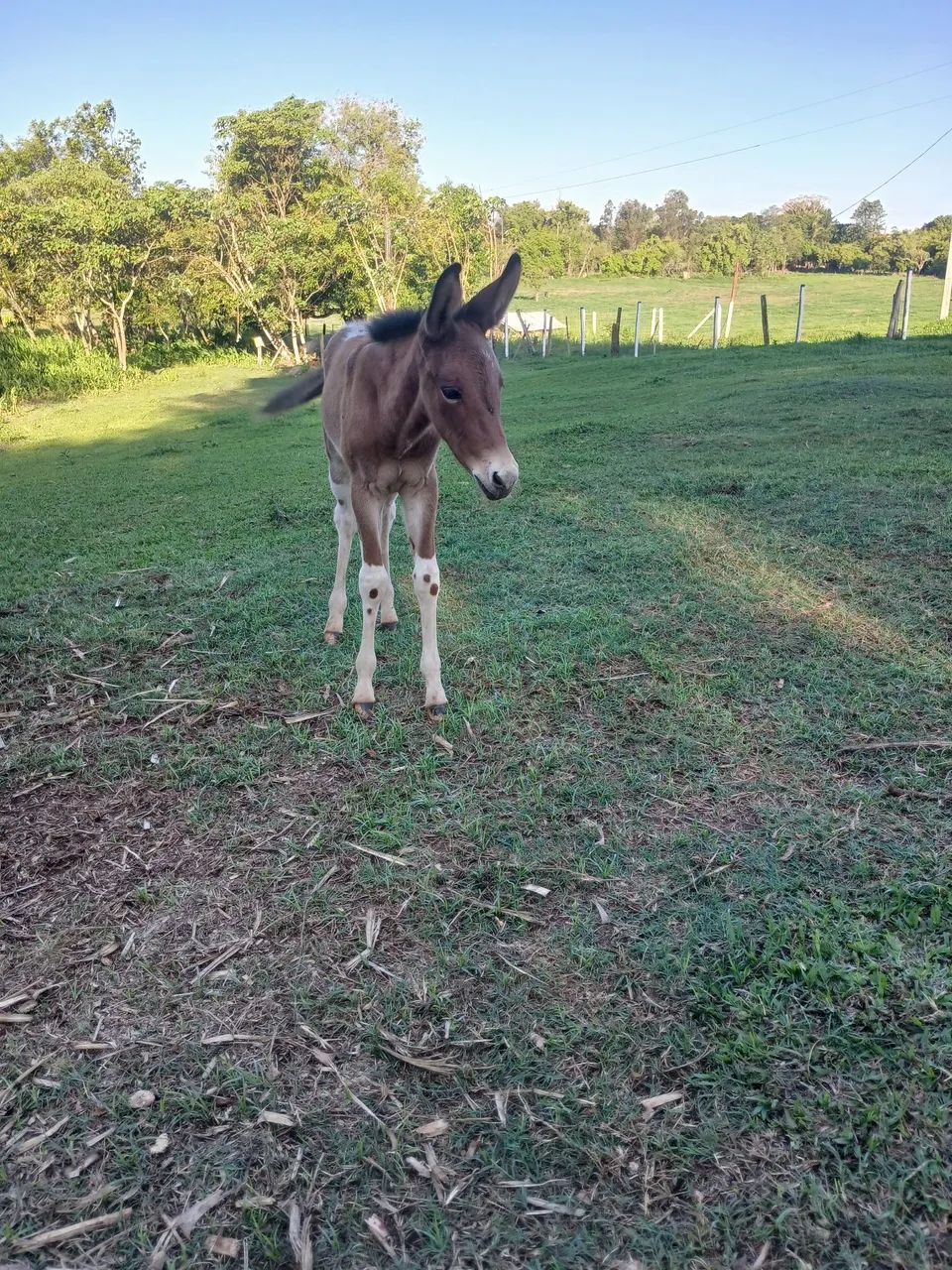 Vendo mula pampa exotica int chama no zap *  - Foto 4